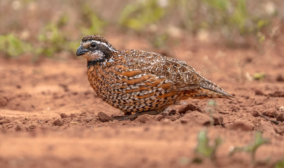 A speckled brown and orange quail standing on dry, reddish soil with a blurred natural background.