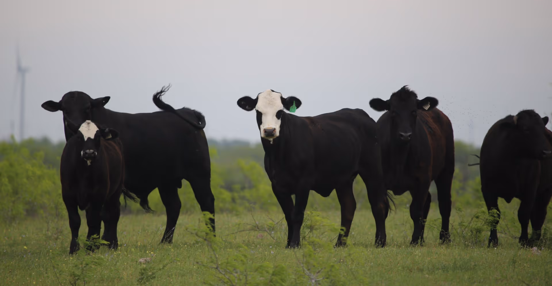 Group of black cows, including one with a white face, standing in a green grassy field under a cloudy sky.