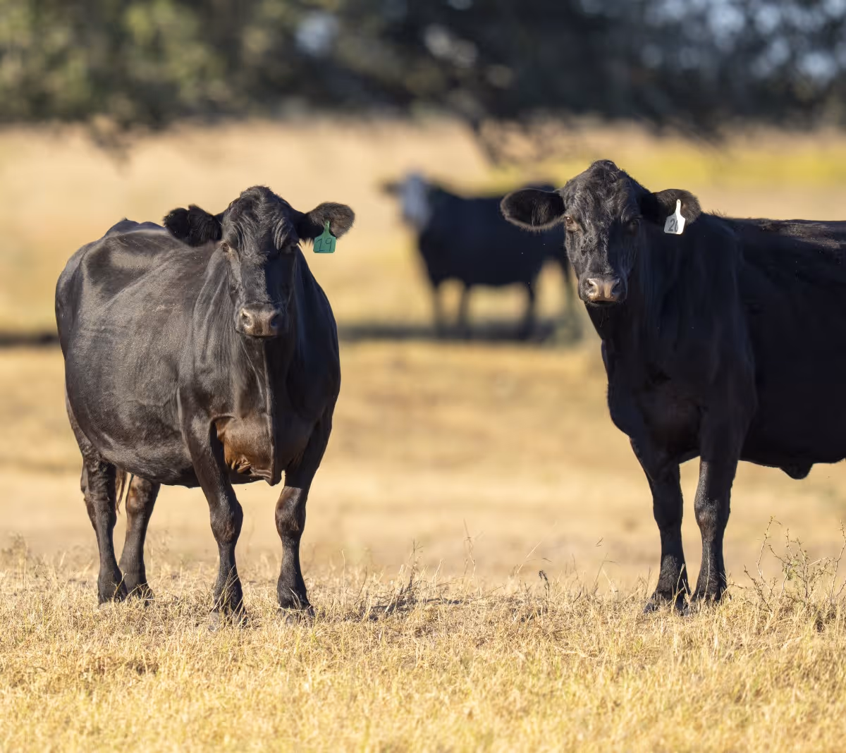 Two black cows standing on dry grass in a sunlit field with one tagged 19 and the other 20, with a third cow blurred in the background.