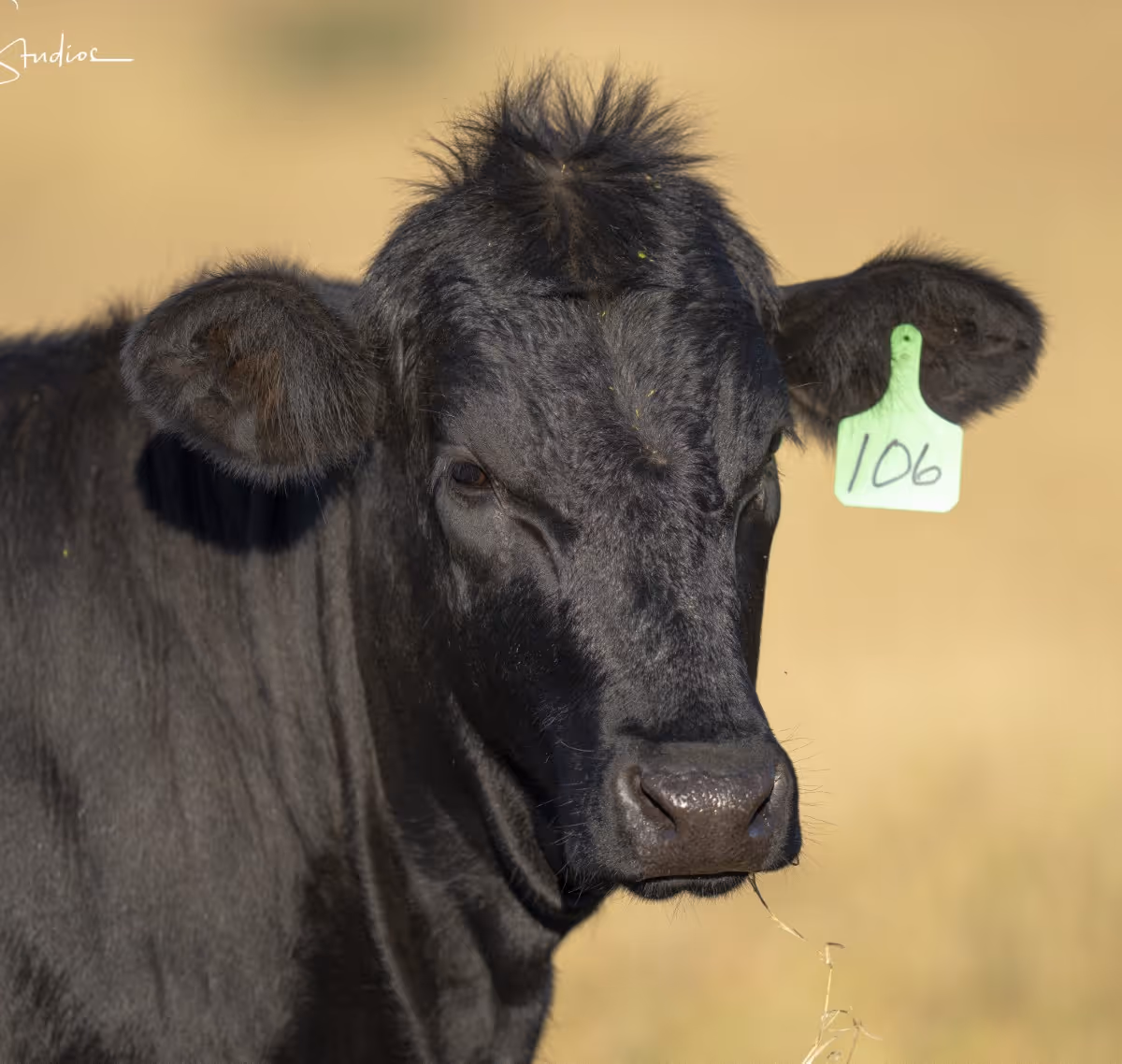 Close-up of a black cow with a green ear tag numbered 106 in a grassy field.