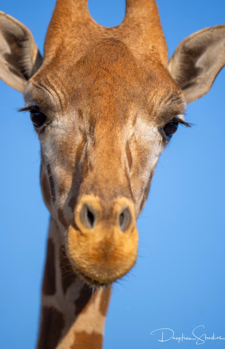 Close-up of a giraffe's face against a clear blue sky.