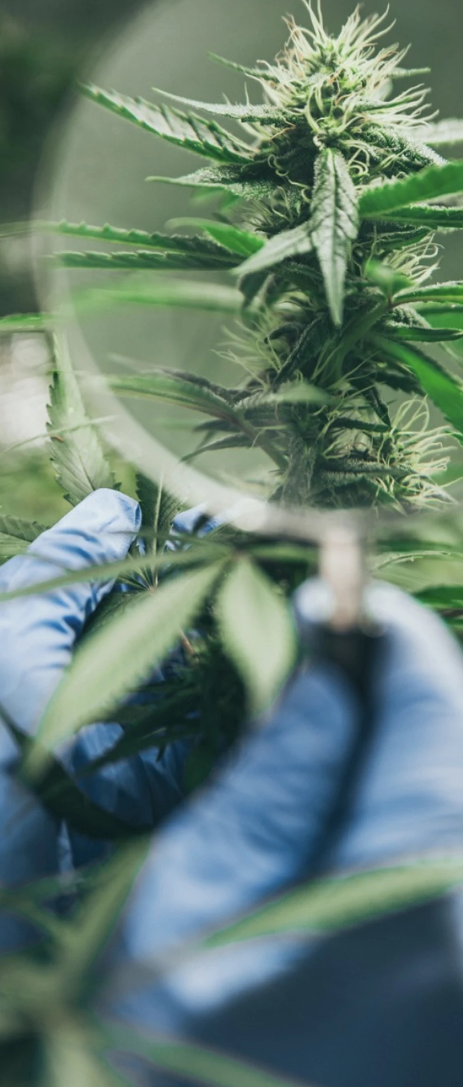 Gant bleu tenant une loupe devant une plante de cannabis en croissance.