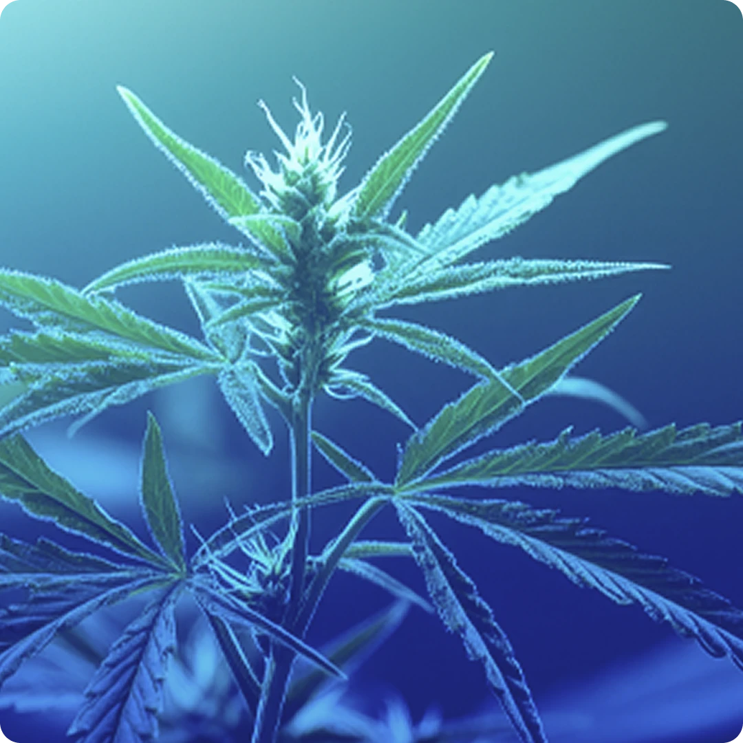 Gros plan d'une plante de cannabis verte avec des feuilles dentelées sous un éclairage bleu.