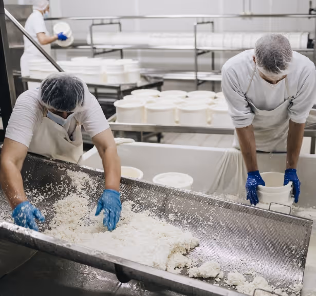 Cheese ingredients being used in food manufacturing