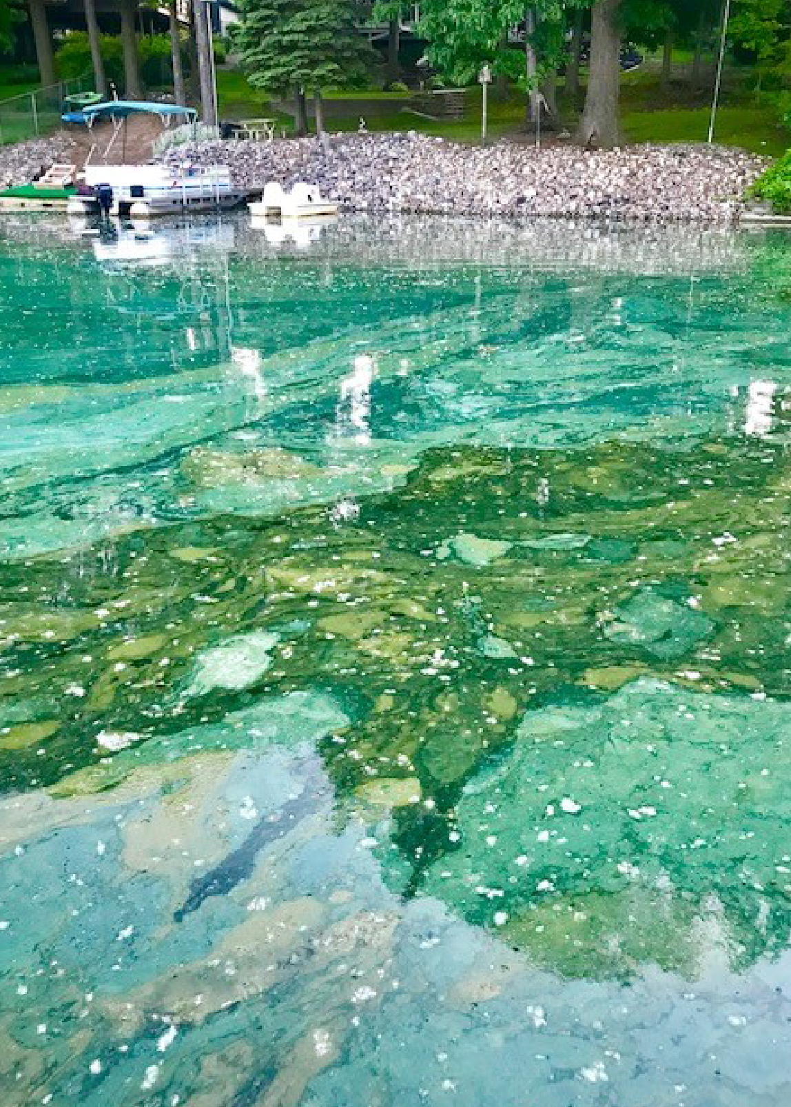Water body with a thick green and blue algae bloom near a rocky shore with boat docks and trees.