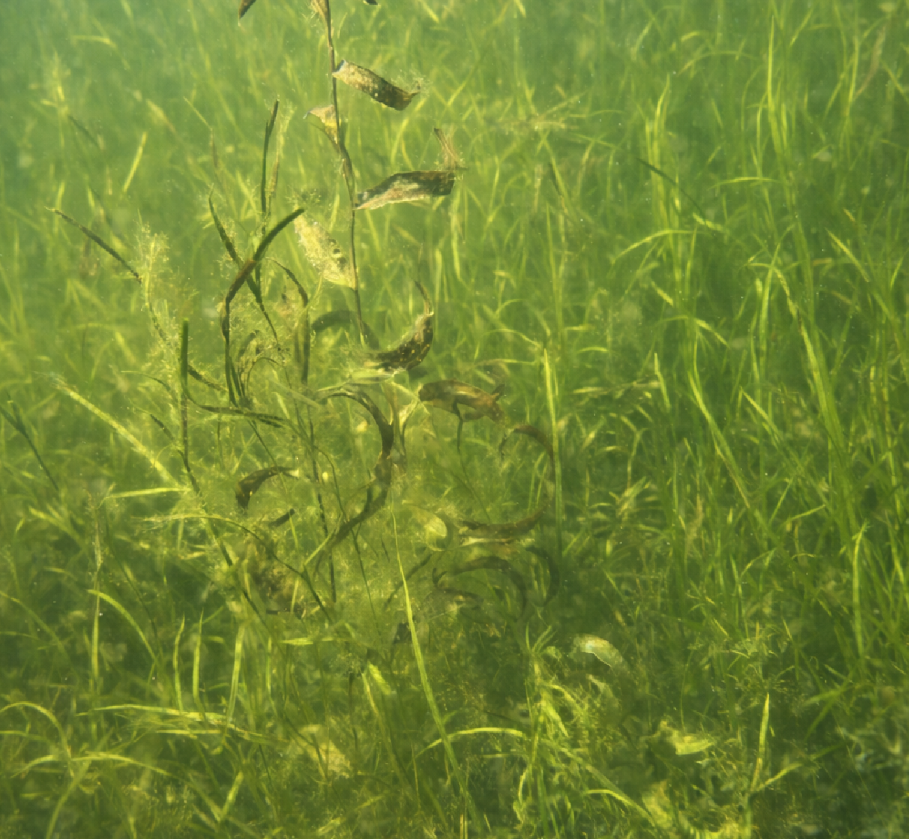 Underwater view of aquatic plants and algae in greenish water.