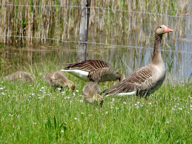 badersee blog ausflugstipp osterseen 18