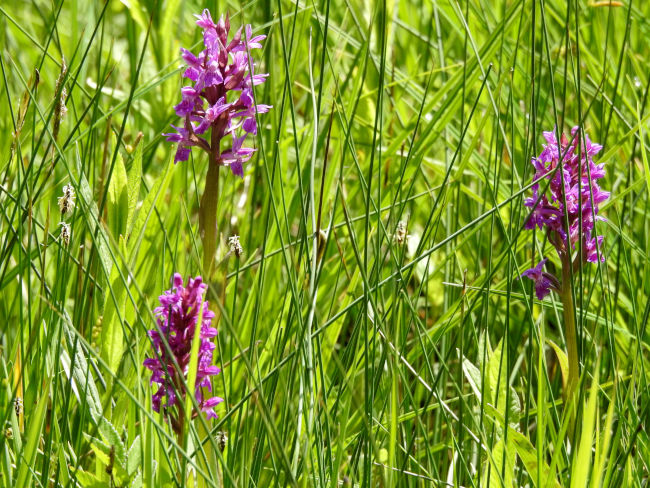 badersee blog ausflugstipp osterseen 42