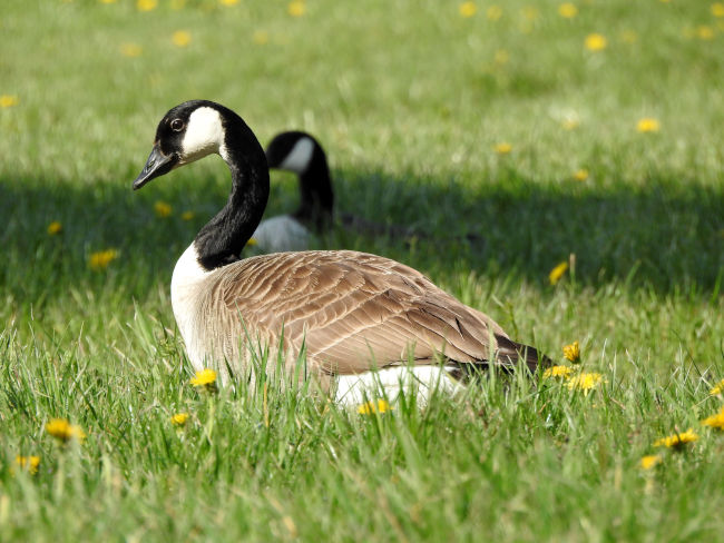 badersee blog ausflugstipp staffelsee 04