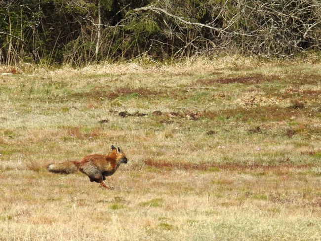 badersee blog ausflugstipp staffelsee 12