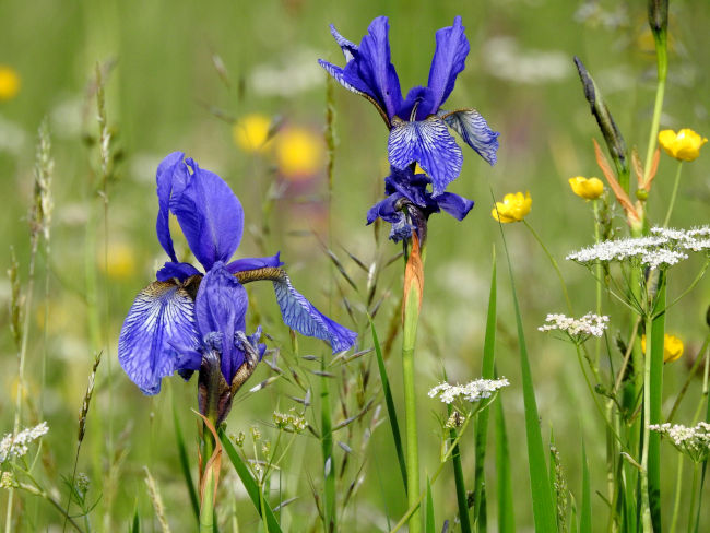 badersee blog murnauer moos 008