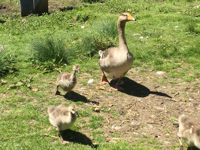 badersee blog kochelbergalm partnachalm