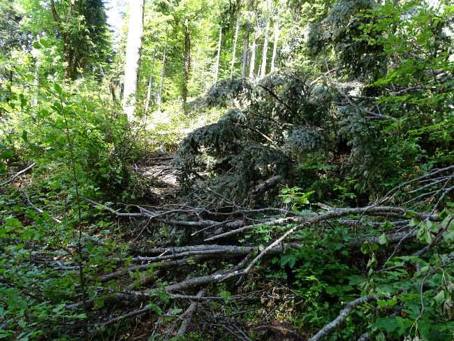 HotelamBadersee Wanderung Schafkopf12