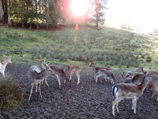 badersee blog spitzenwanderweg etappe07 047