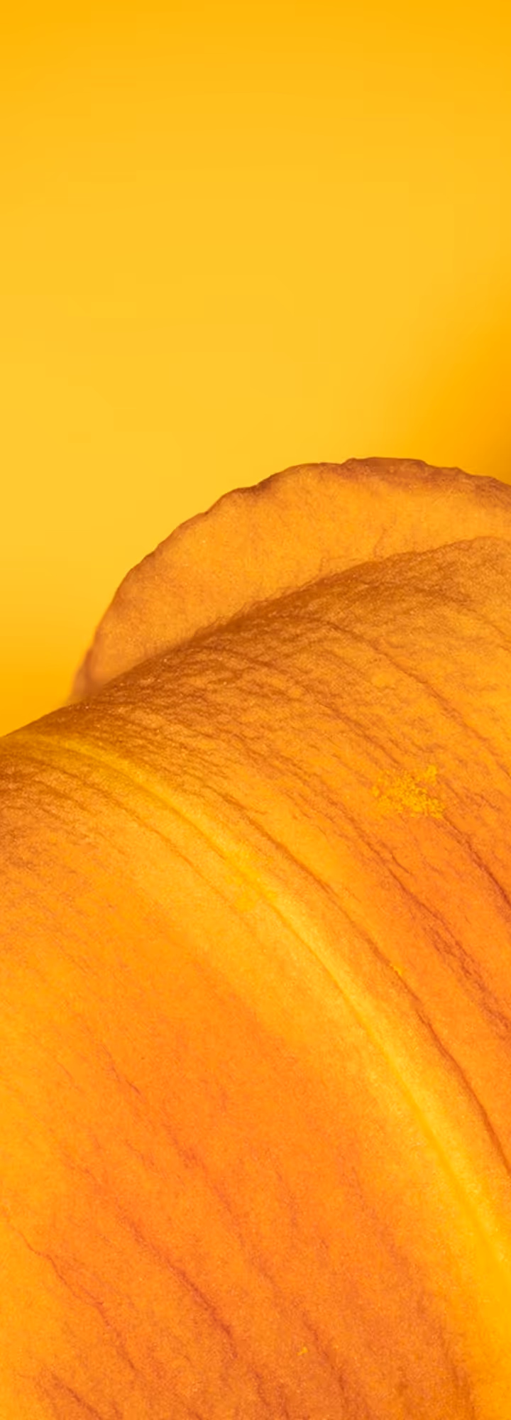 Close-up of an orange flower petal against a yellow background.