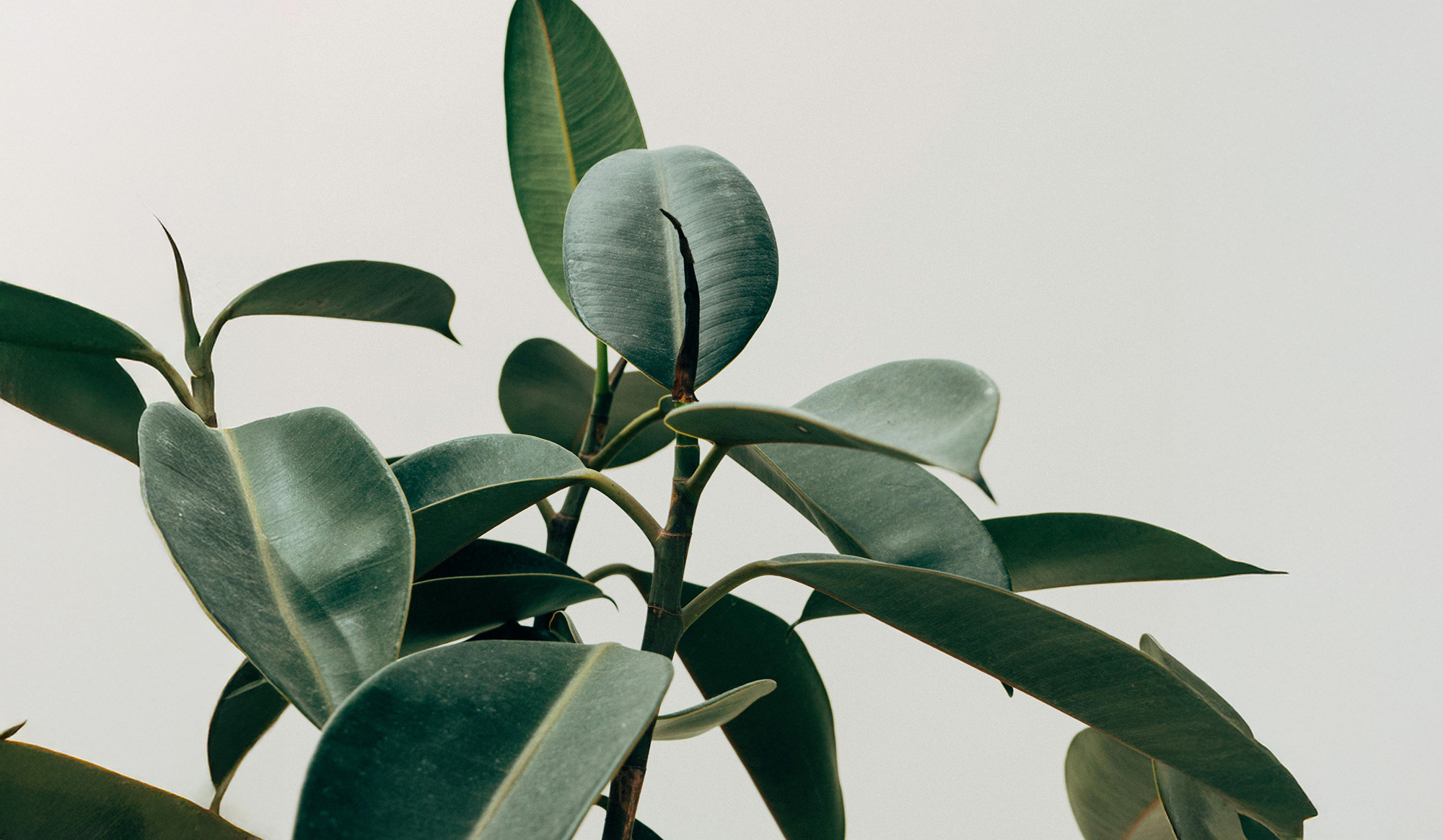 Close-up of green rubber plant leaves against a light background.