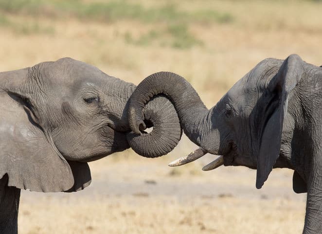 listen to the emotions