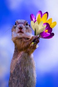 emotional competency