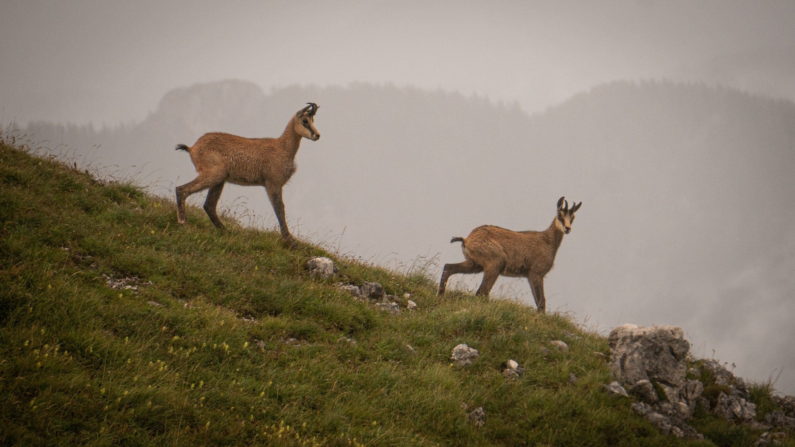Empathy is crucial in a child's life. More importantly is a parent's role to foster Empathy. Learn how to do that in this blog, setting them up for success