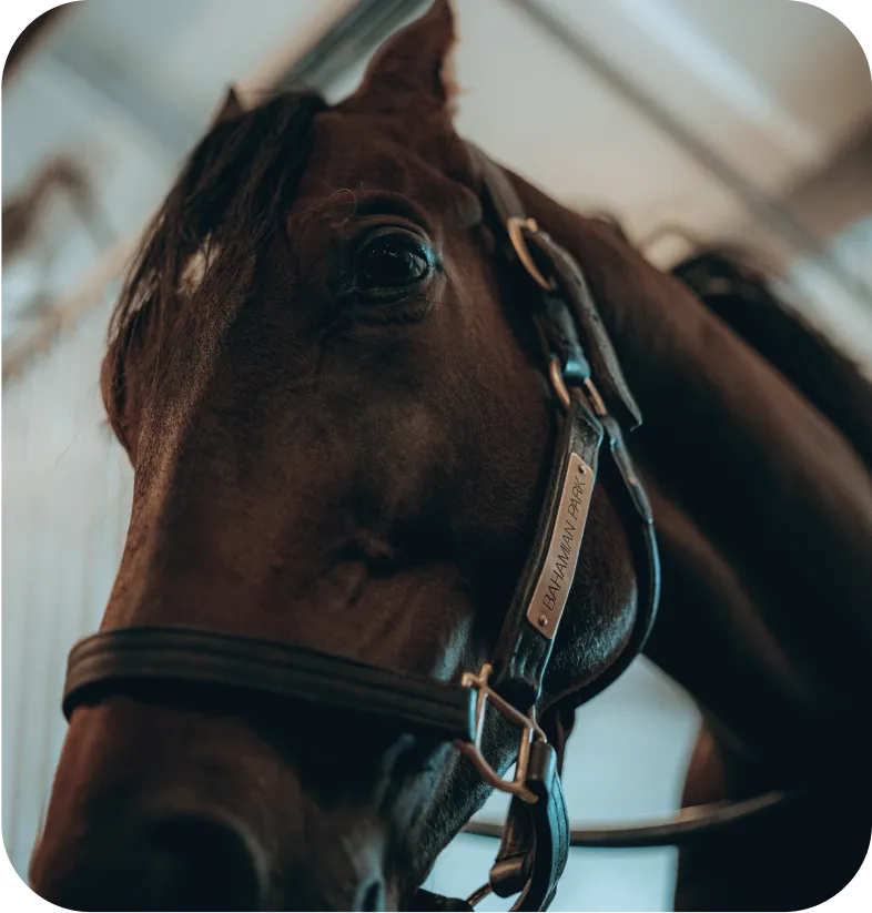 Business Setup In Dubai featuring elegant horse with bridle