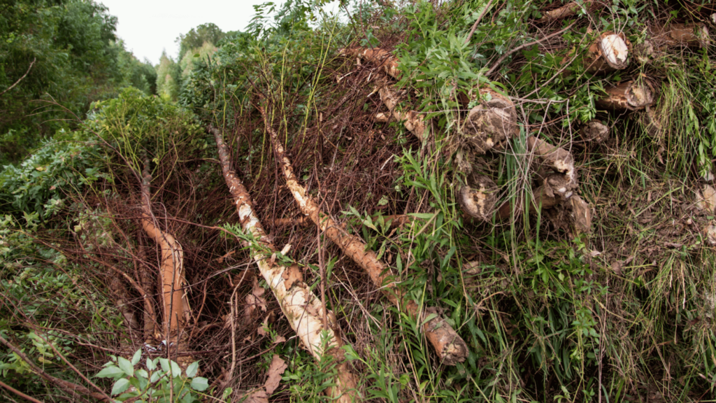 Pile of cut down trees