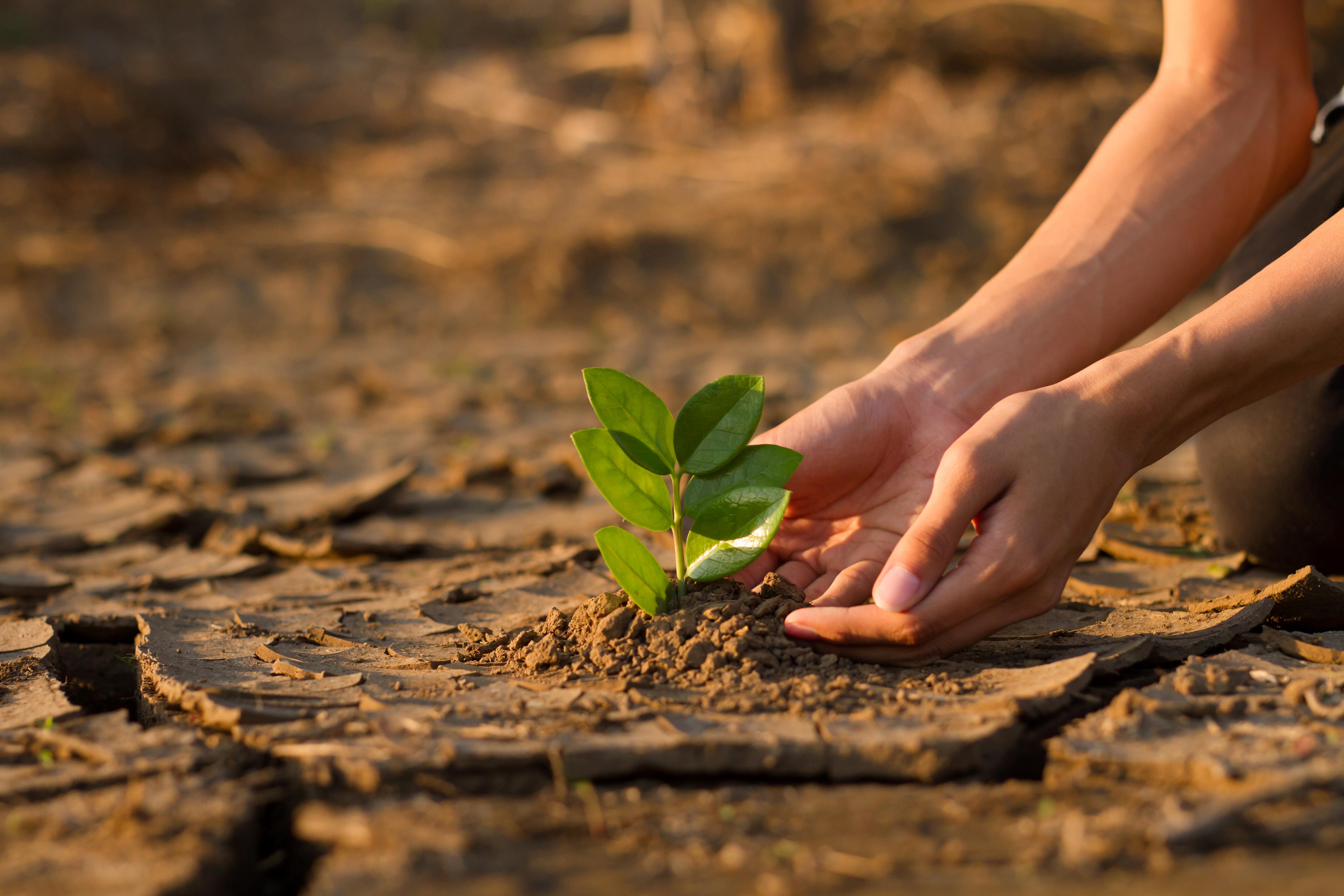 Teenager planting a tree on dry cracked land indicating recovery of the landscape