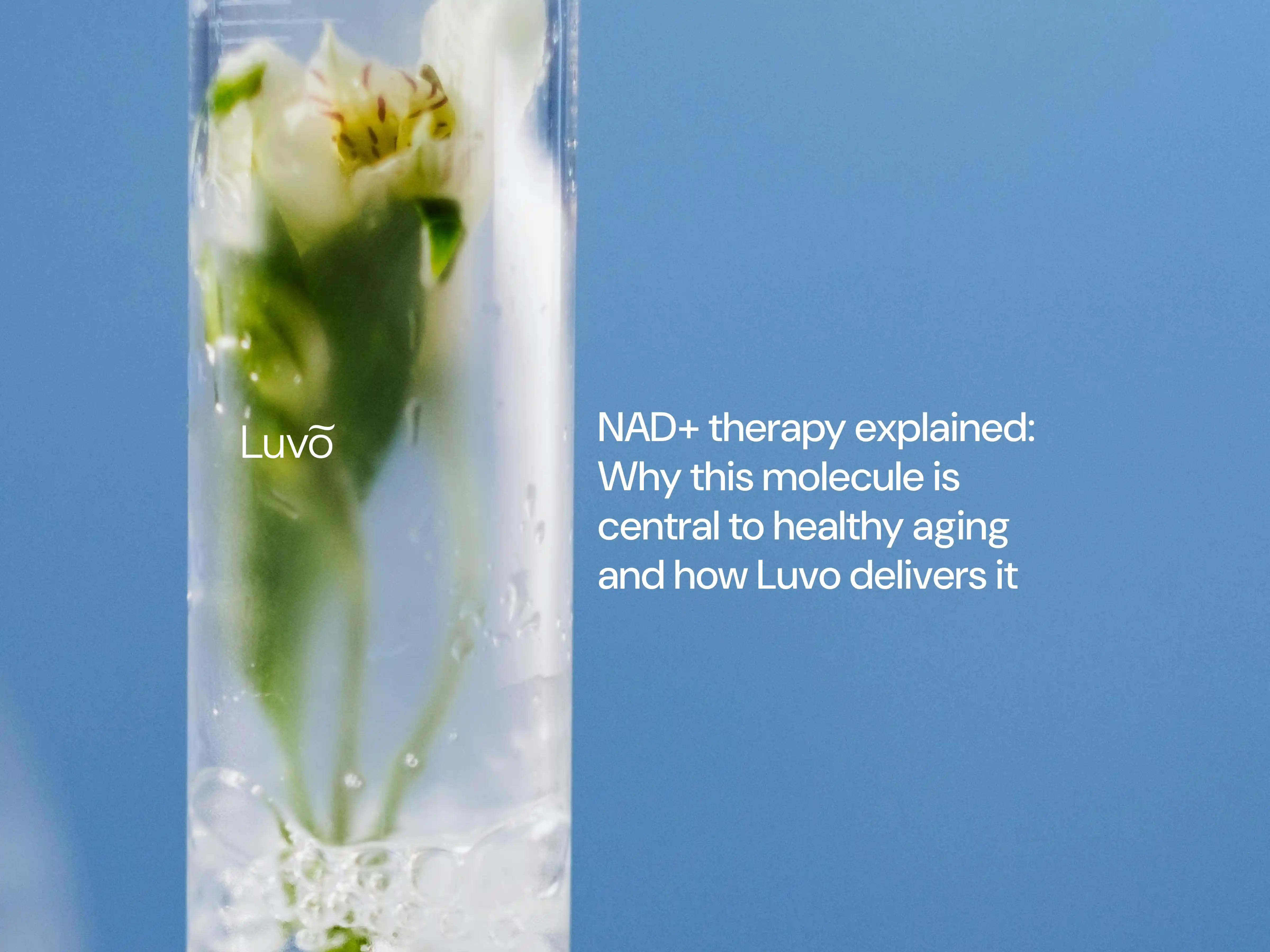 NAD+ therapy explained: Why this molecule is central to healthy aging and how Luvo delivers it