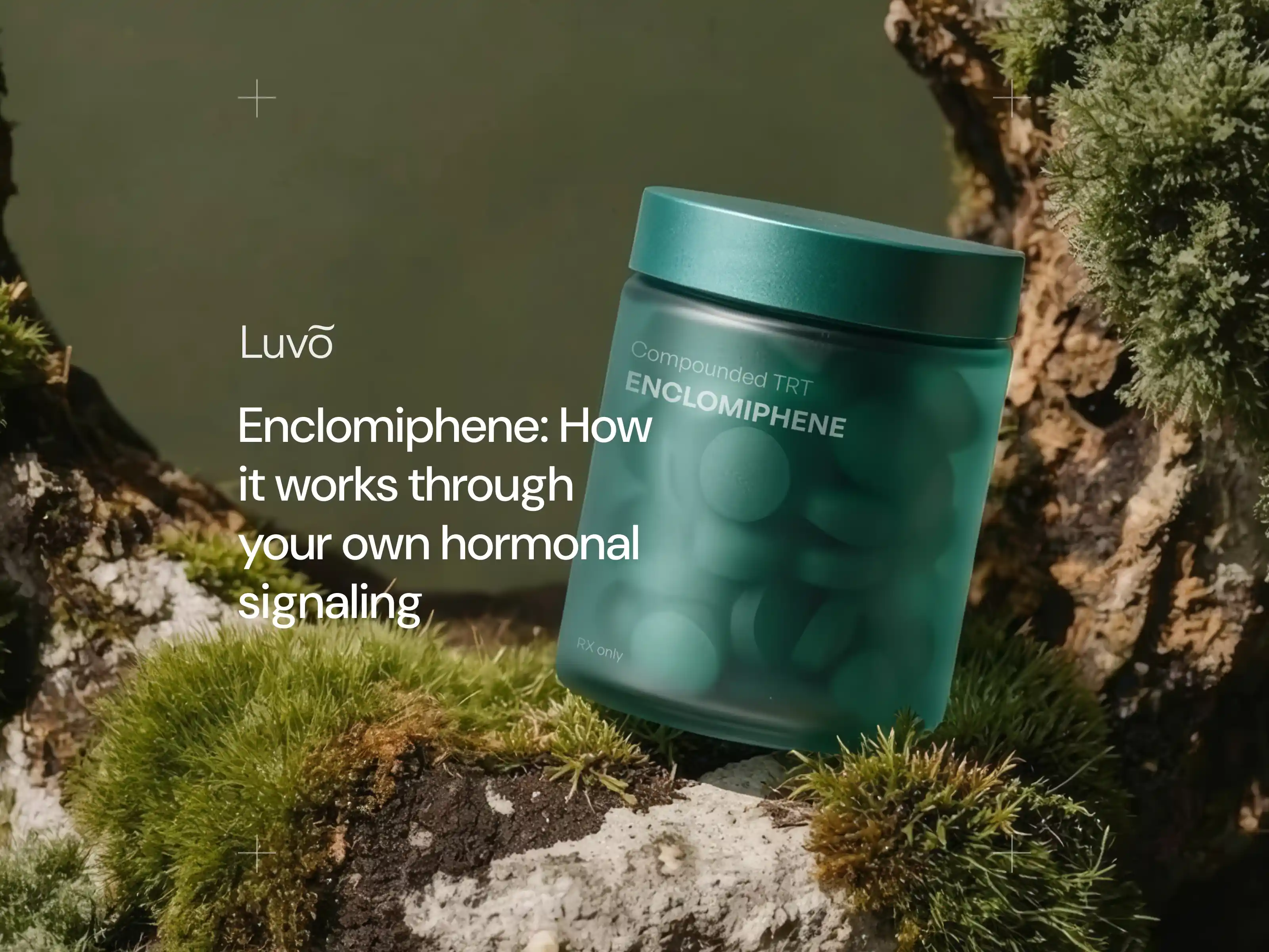 Enclomiphene: How it works through your own hormonal signaling