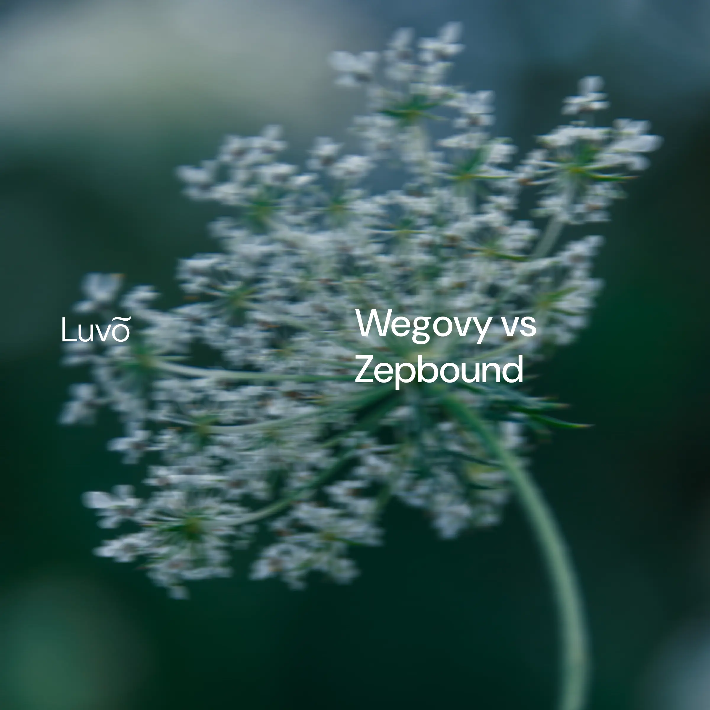 Wegovy vs Zepbound: Сomparing the two leading weight loss injections