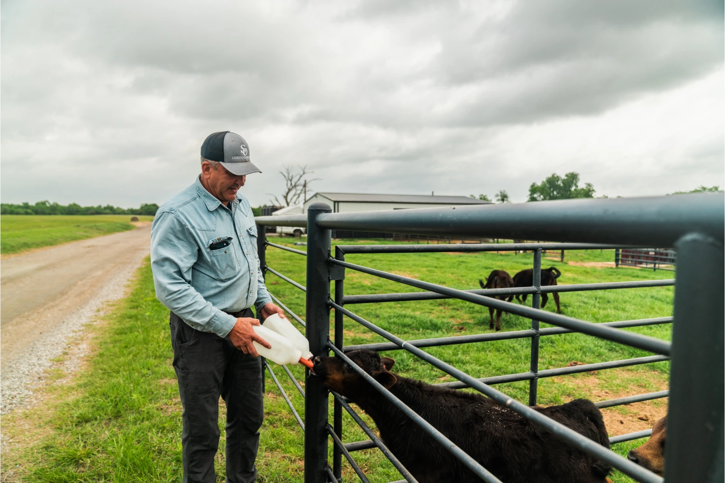 Rancher bottle-feeding a calf at a pasture gate