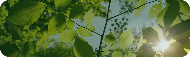 Grüne Blätter an Ästen mit Sonnenlicht, das durch den Wald scheint.