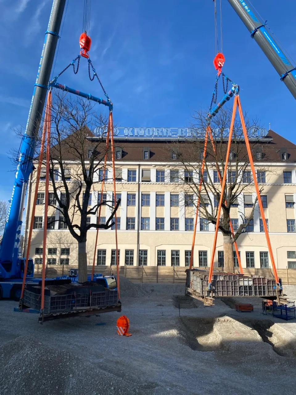 Zwei Bäume werden mit Kränen an orangen Gurten und Ketten auf einer Baustelle vor einem Gebäude mit der Aufschrift KNORR-BREMSE transportiert.