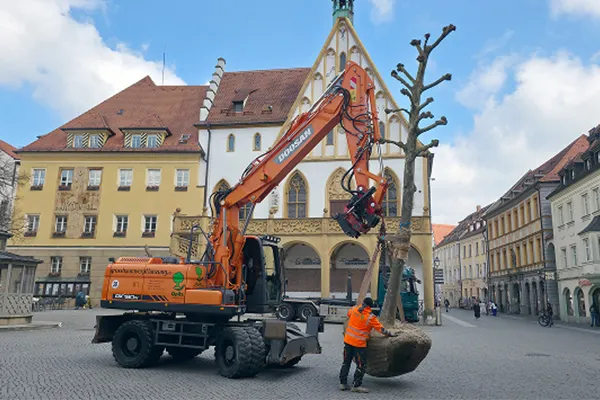 Eine orangefarbene Baumaschine pflanzt einen großen Baum mit Wurzelballen auf einem Pflasterplatz vor historischen Gebäuden.