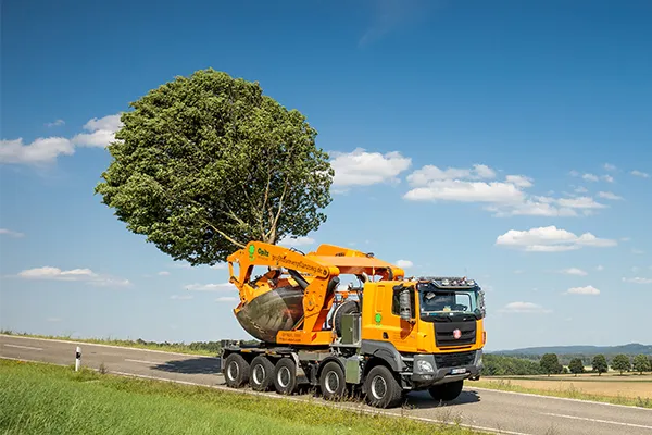 Gelber LKW transportiert einen großen, frisch verpflanzten Baum auf einer Landstraße bei blauem Himmel.