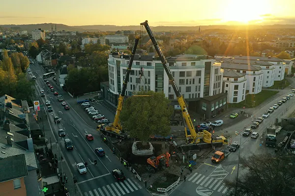 Zwei große Kräne pflanzen einen ausgewachsenen Baum auf einer städtischen Kreuzung bei Sonnenuntergang.