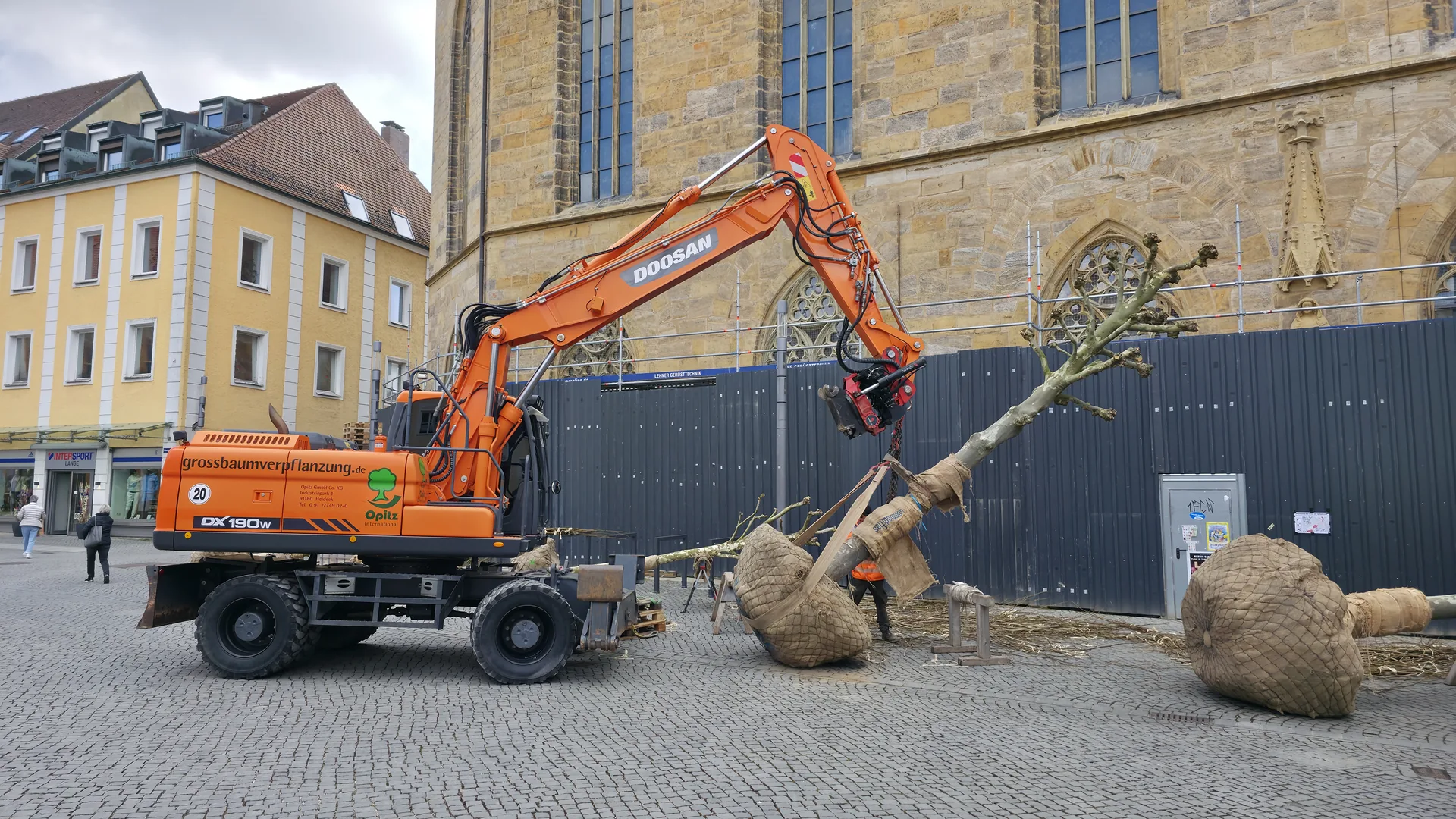 Oranger Bagger der Firma Opitz hebt einen großen, eingepackten Baum auf einem gepflasterten Platz vor einem historischen Gebäude.