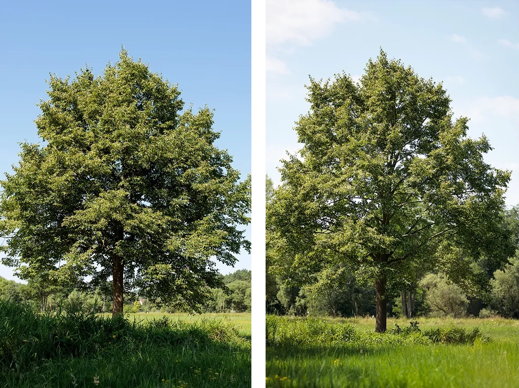 Links ein Baum mit lockerem Kronenaufbau, rechts ein Baum mit dichterem und abgerundetem Kronenschnitt, beide auf grüner Wiese vor blauem Himmel.