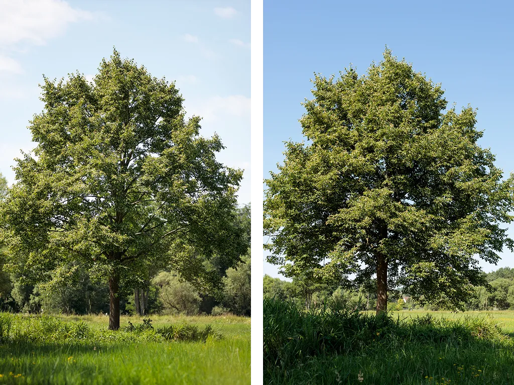Links ein Baum mit lockerem Kronenaufbau, rechts ein Baum mit dichterem und abgerundetem Kronenschnitt, beide auf grüner Wiese vor blauem Himmel.