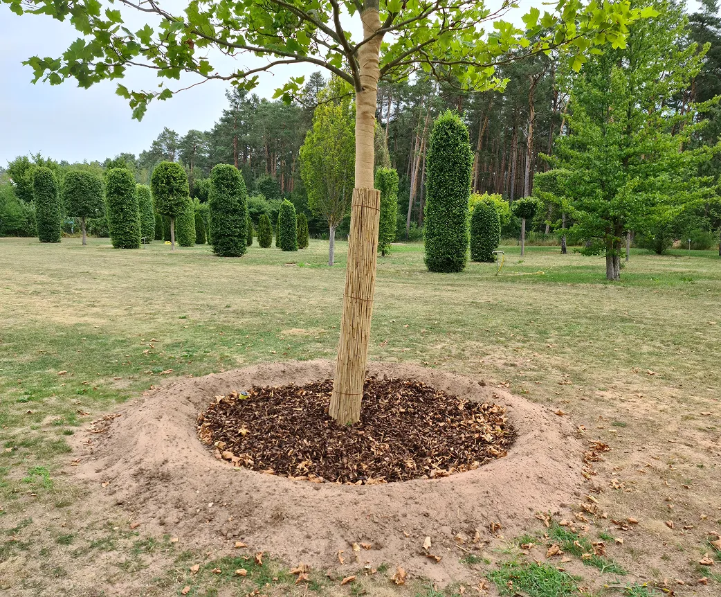 Junger Baum mit Stamm- und Bodenschutz in einem Park mit verschiedenen geformten Büschen und Bäumen im Hintergrund.