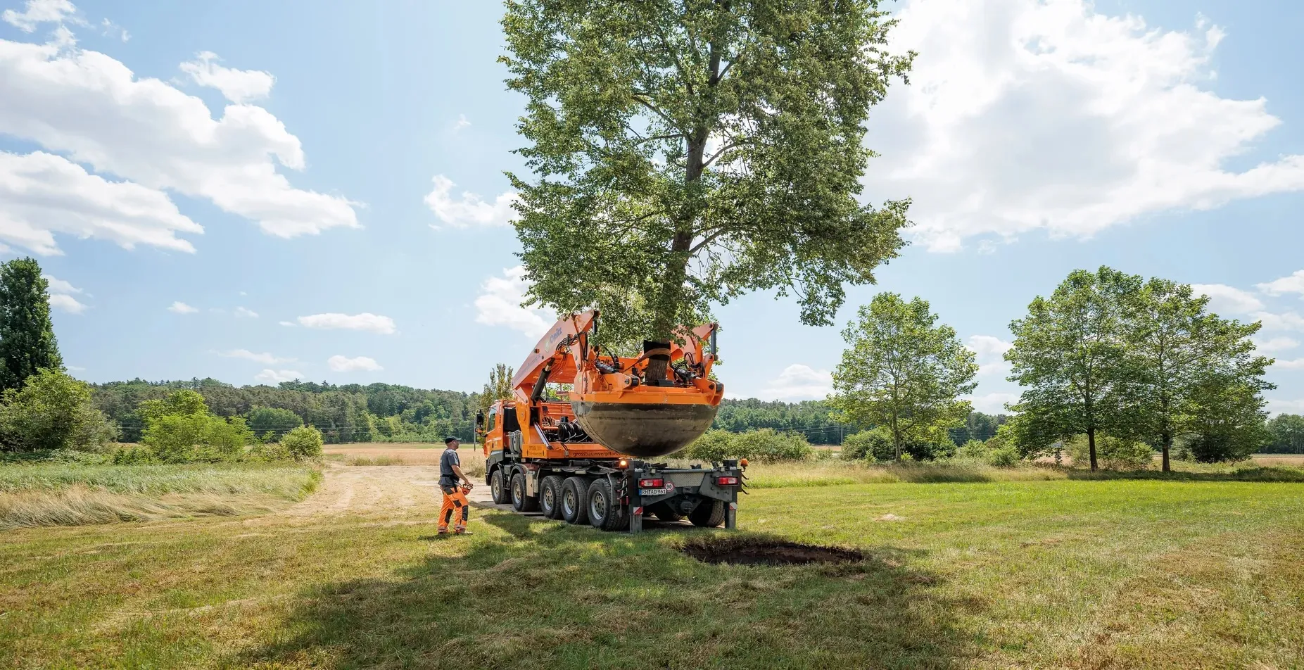 LKW mit Hebekran pflanzt großen Baum mit Wurzelballen auf eine offene Wiese, ein Mann beobachtet die Arbeit.