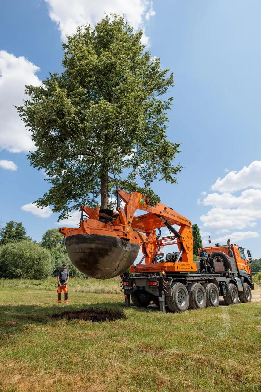 Großer Baum wird mit orangener Maschine für Baumpflanzung aus dem Boden gehoben.