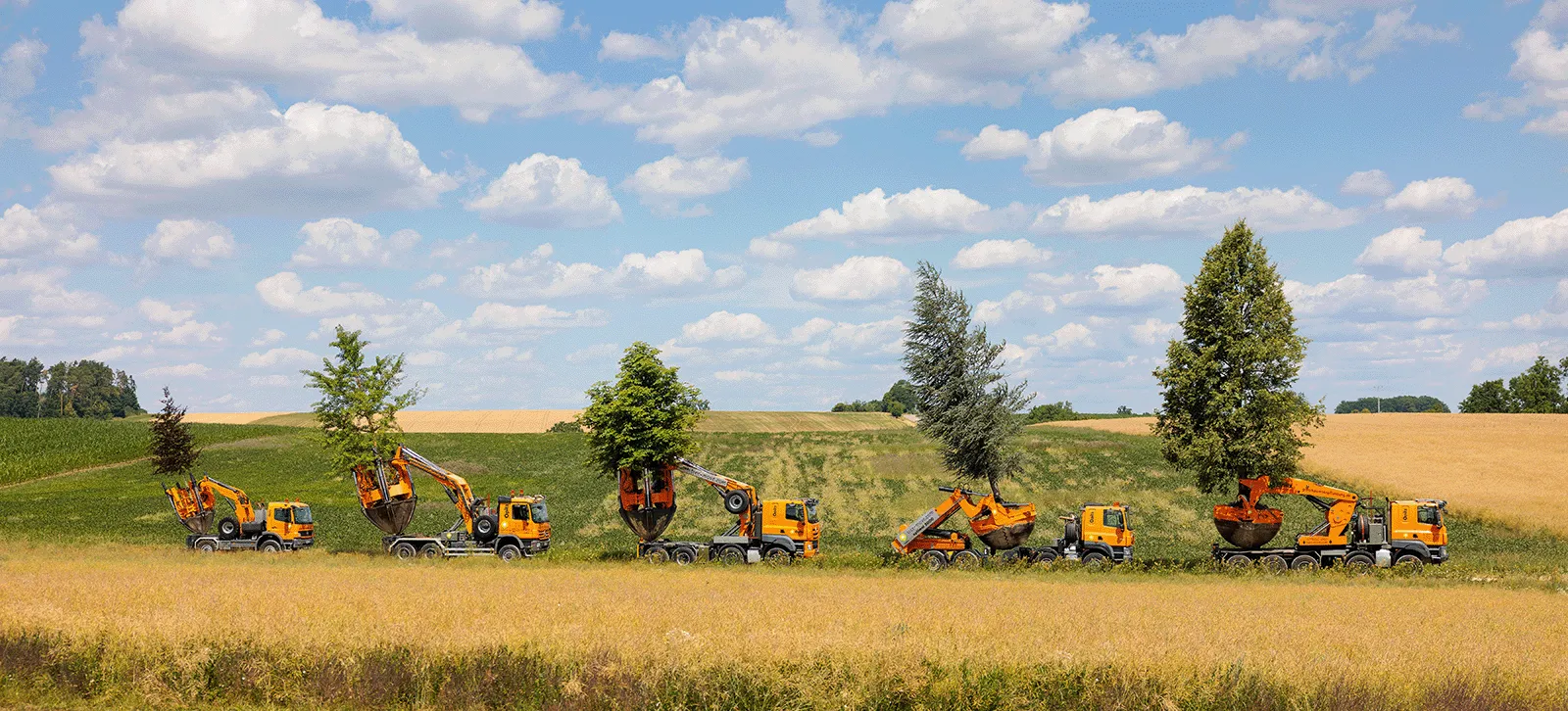 Fünf Transporte mit Baumverpflanzmaschinen tragen große Bäume durch ein Feld unter blauem Himmel mit Wolken.