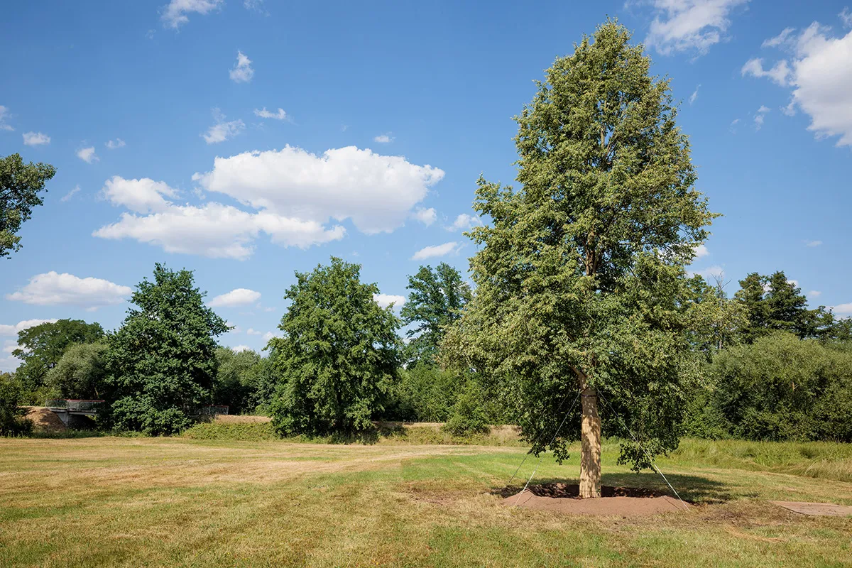 Ein großer Baum auf einer Wiese, abgestützt mit Seilen unter blauem Himmel mit Wolken.