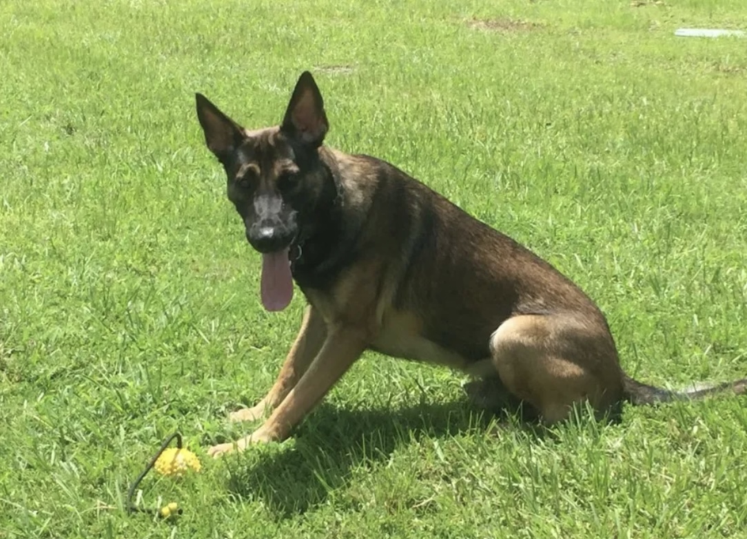 Tampa officer saves retired K-9 rushed into emergency surgery