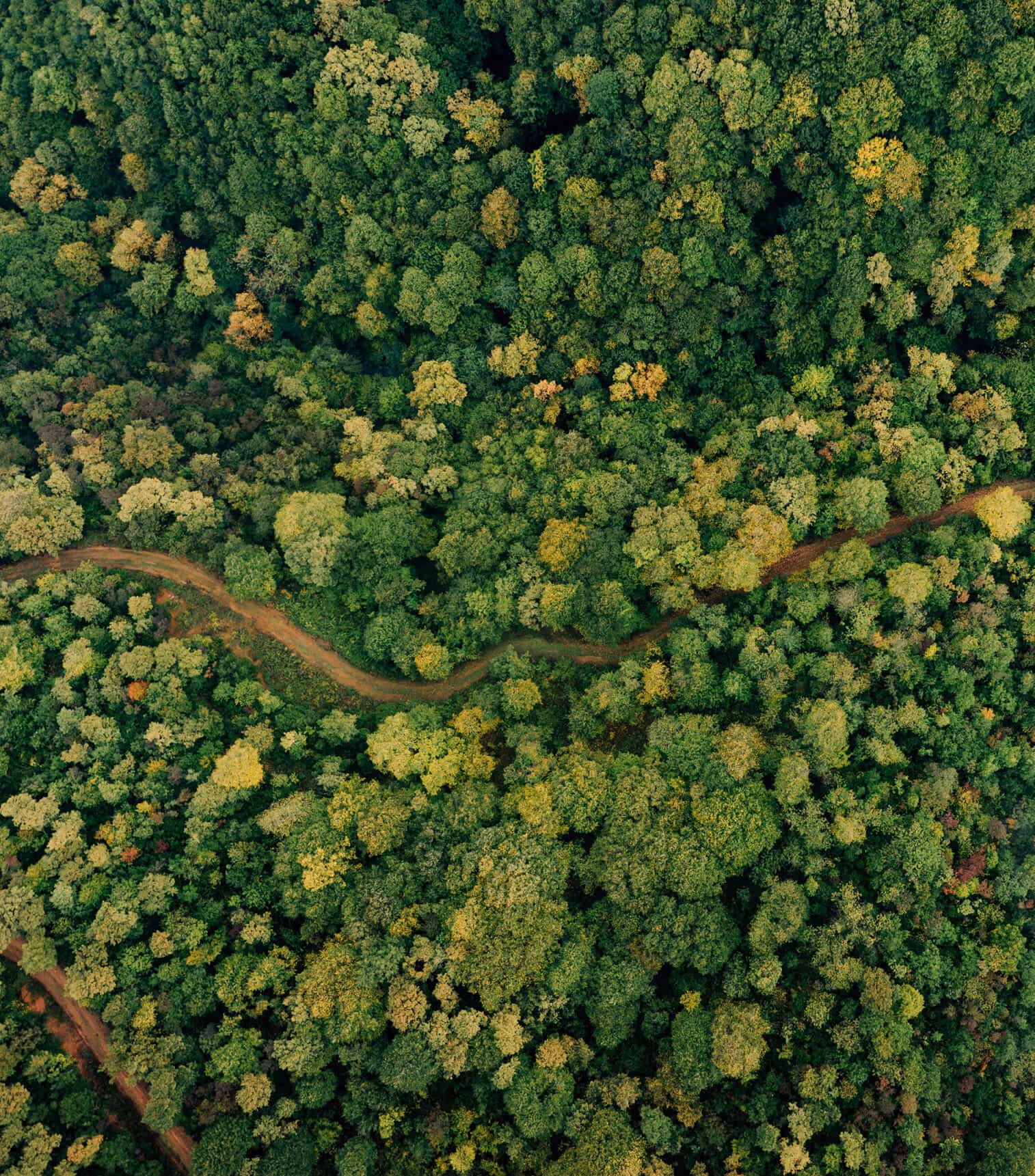 Aerial view of a forest with a winding dirt path cutting through dense green and yellow foliage.