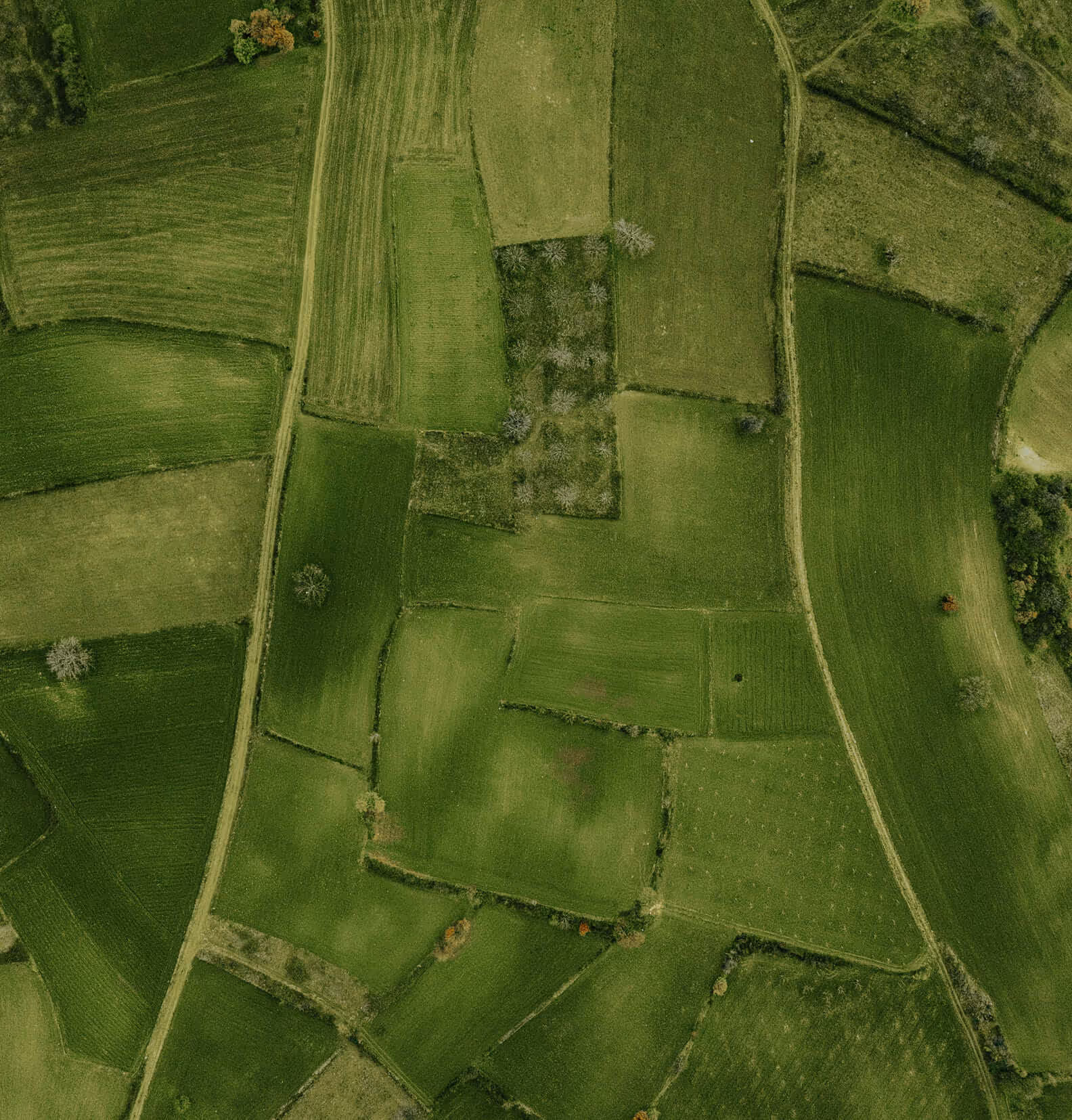 Aerial view of green agricultural fields divided by narrow dirt paths and scattered trees.