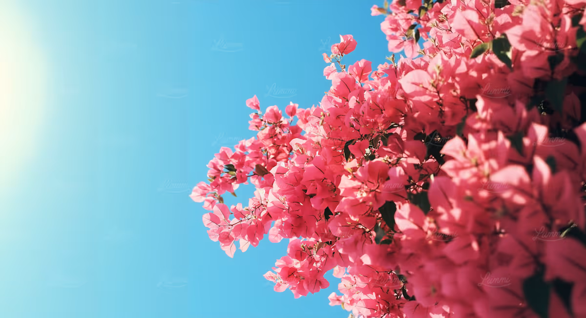 Bright pink bougainvillea flowers against a clear blue sky with sunlight on the left.