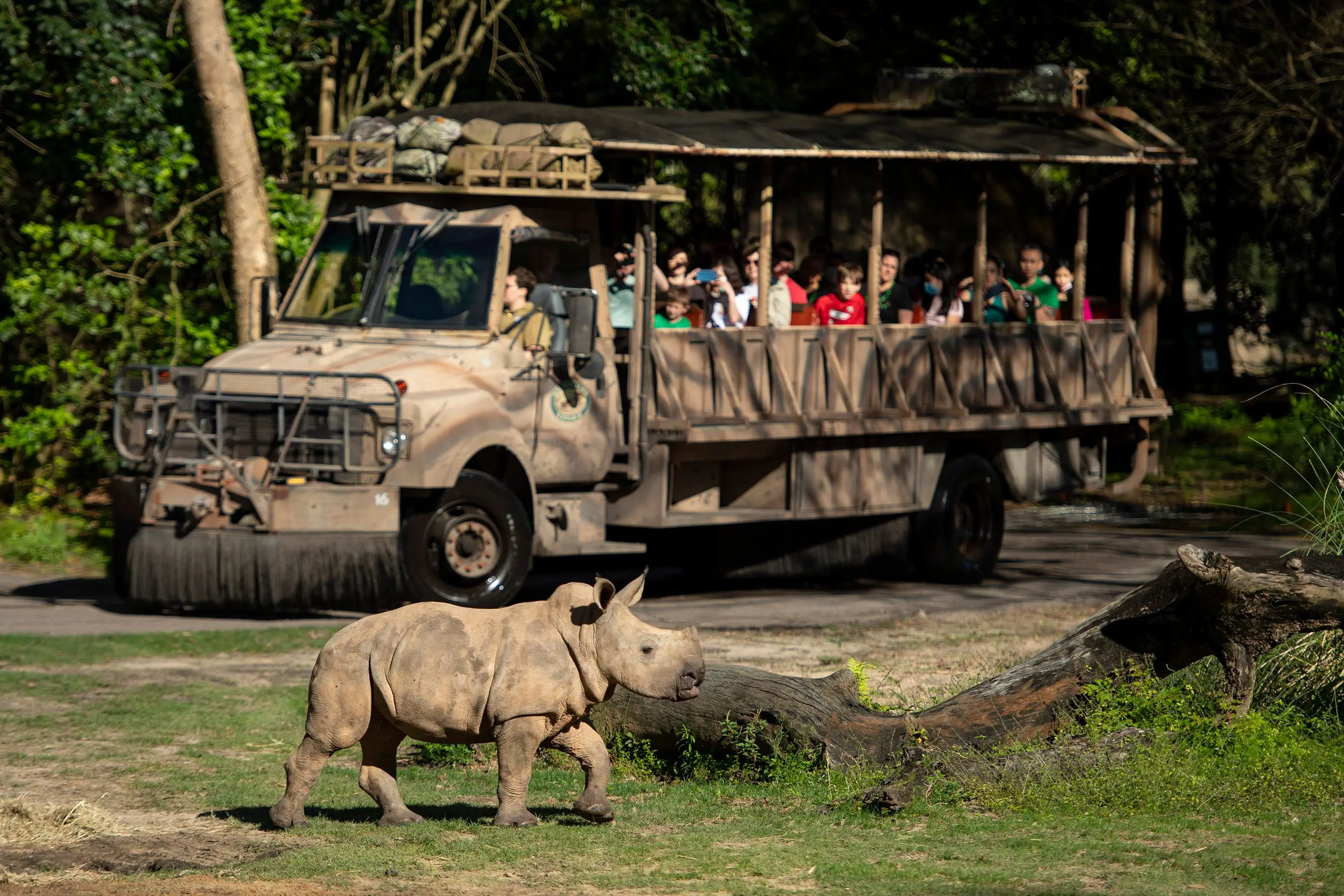 imagen de kilimanjaro safari en animal kingdom