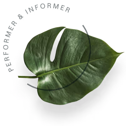 Single glossy green monstera leaf with a central split on a white background.