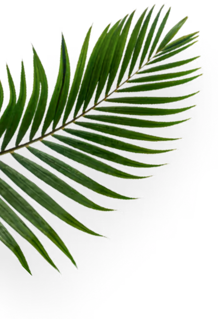 Close-up of a green palm leaf with long, narrow leaflets on a transparent background.